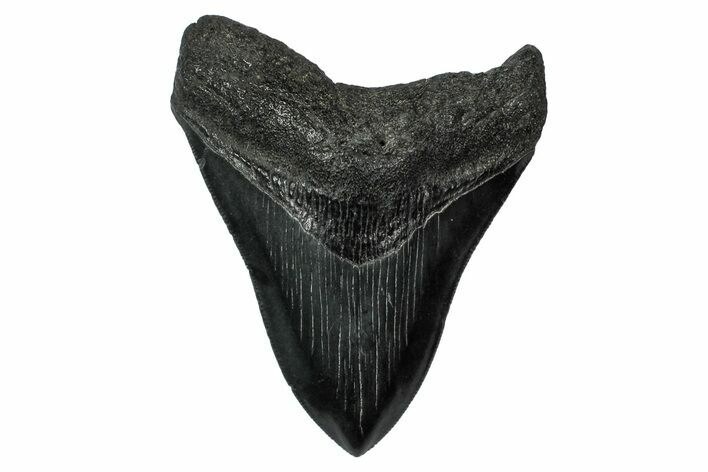 Serrated, Fossil Megalodon Tooth - South Carolina #340151